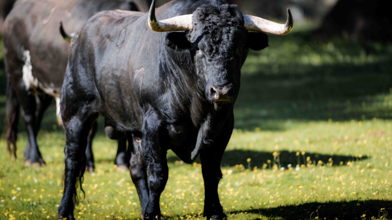 Los toros de Dolores Aguirre para Las Ventas