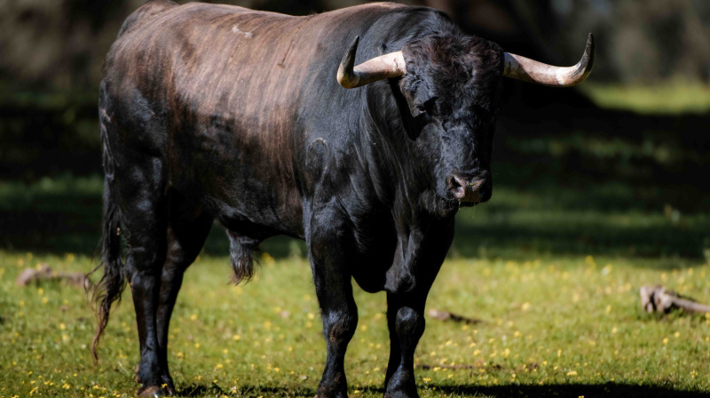 Los toros de Dolores Aguirre para Las Ventas
