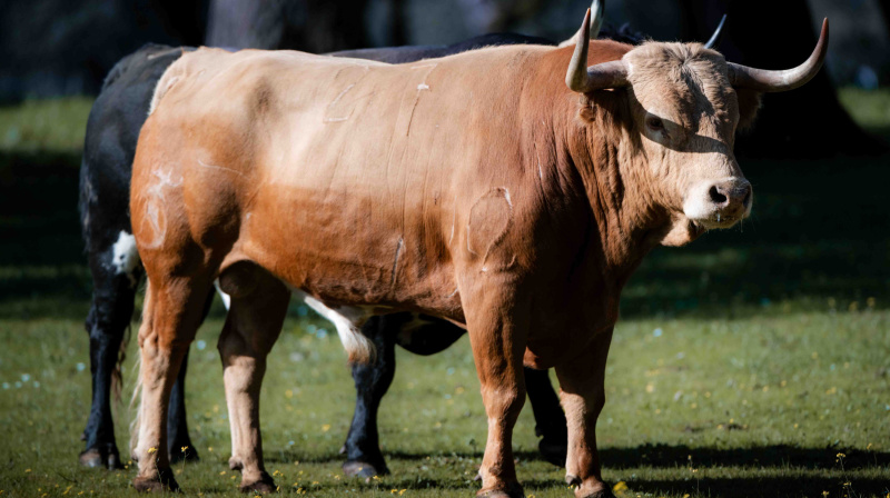 Los toros de Dolores Aguirre para Las Ventas