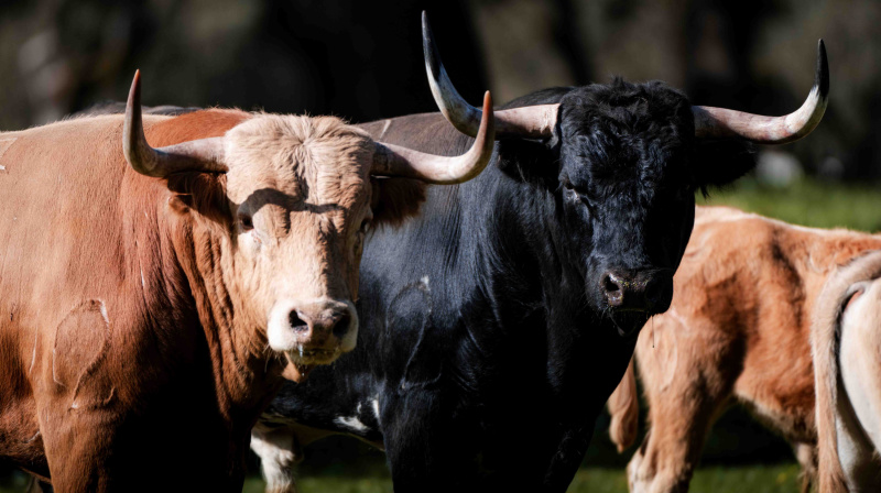 Los toros de Dolores Aguirre para Las Ventas