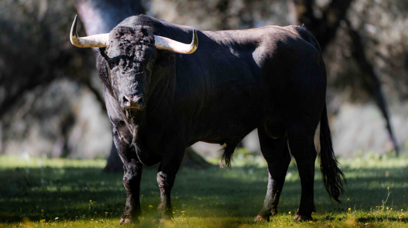 Los toros de Dolores Aguirre para Las Ventas
