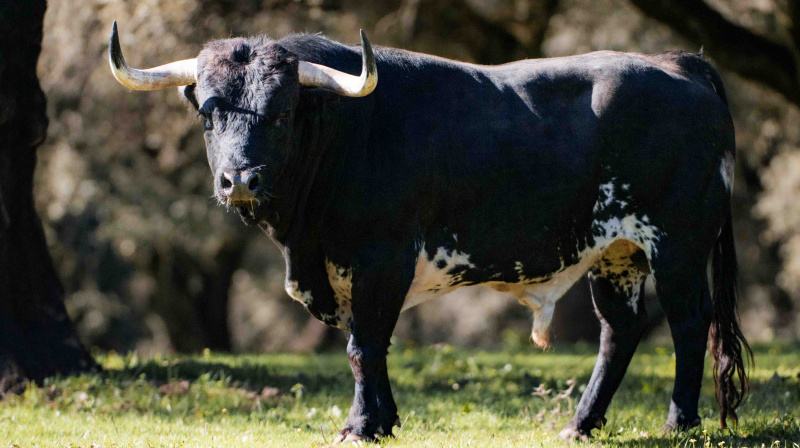 Los toros de Dolores Aguirre para Las Ventas