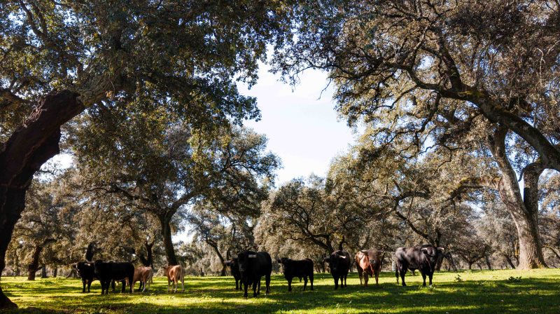 Los toros de Dolores Aguirre para Las Ventas
