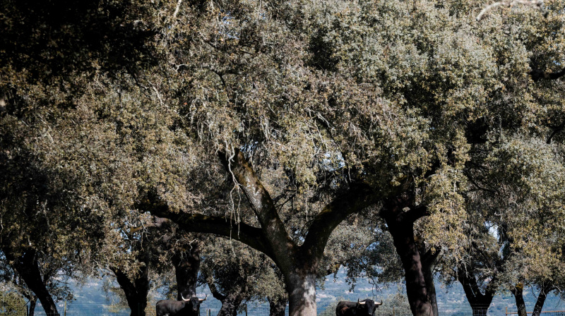 Los toros de Dolores Aguirre para Las Ventas