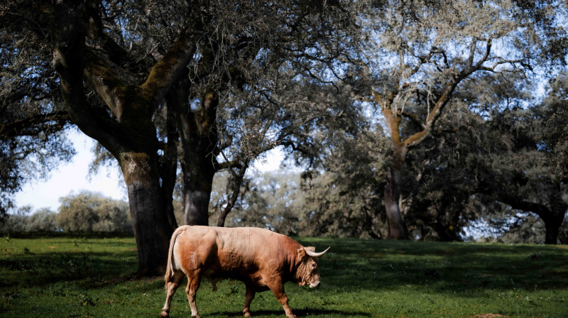 Los toros de Dolores Aguirre para Las Ventas