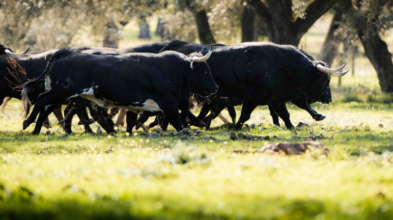 Los toros de Dolores Aguirre para Las Ventas
