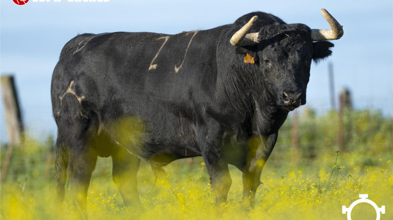 Los toros de Partido de Resina para San Agustín del Guadalix