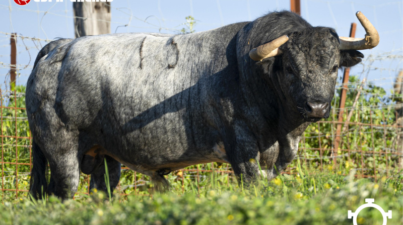 Los toros de Partido de Resina para San Agustín del Guadalix