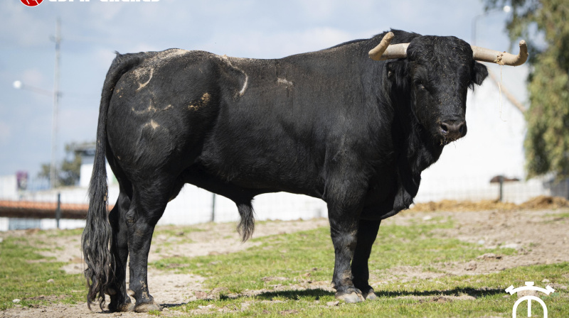 Los toros de Miranda Pérez-Tabernero para San Agustín del Guadalix