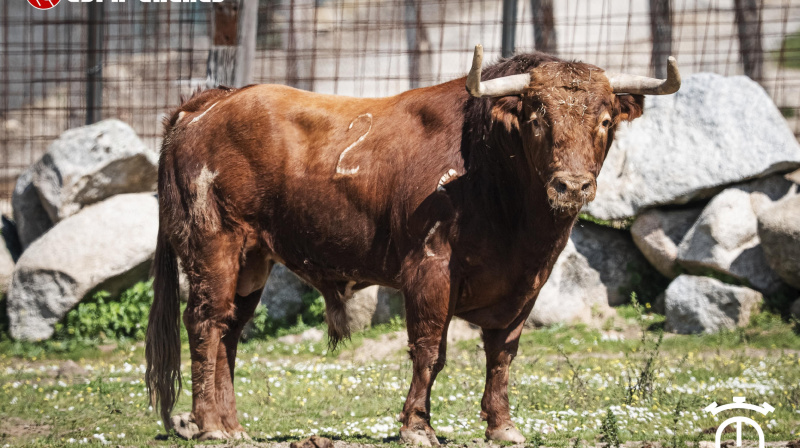 Los toros de Miranda Pérez-Tabernero para San Agustín del Guadalix