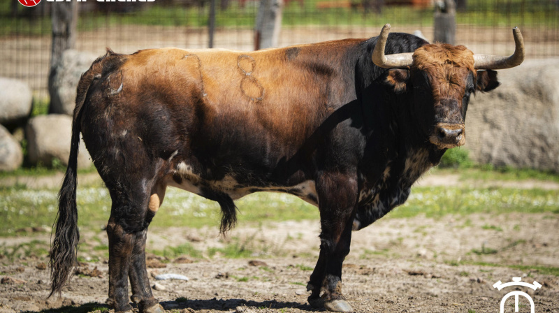 Los toros de Miranda Pérez-Tabernero para San Agustín del Guadalix