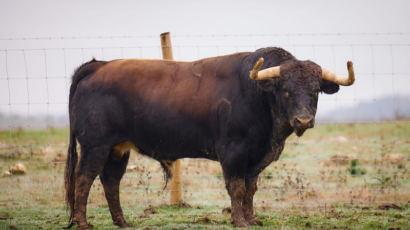 Toros de Murteira Grave para Arles (Francia)
