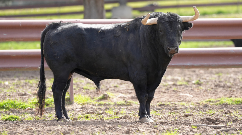 Toro de Garcigrande para Toledo