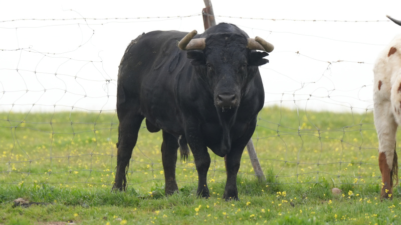Toro de Miura para Toledo