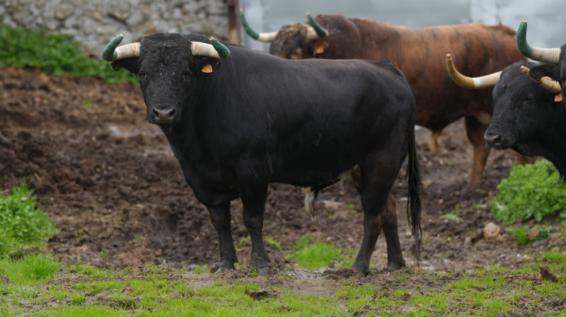Toro de Victoriano del Río para Toledo