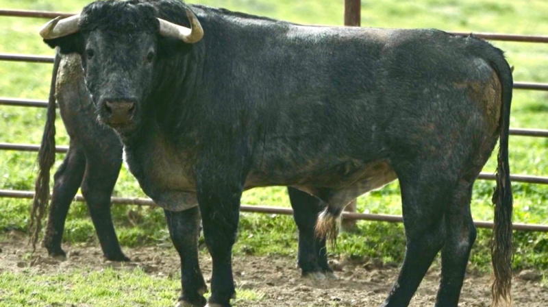 Toro de Victorino Martín para Toledo