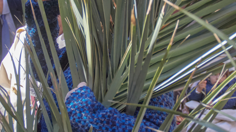 Domingo de Ramos en Granada