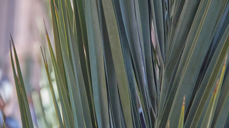 Domingo de Ramos en Granada