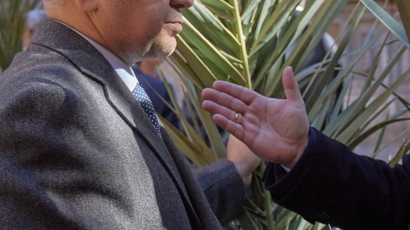 Domingo de Ramos en Granada
