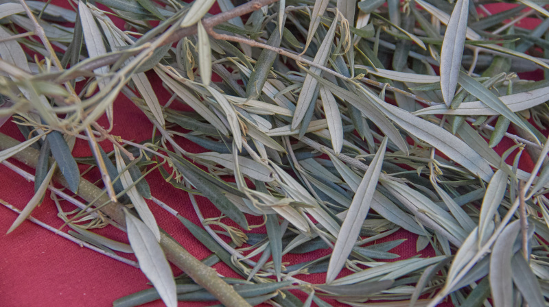Domingo de Ramos en Granada