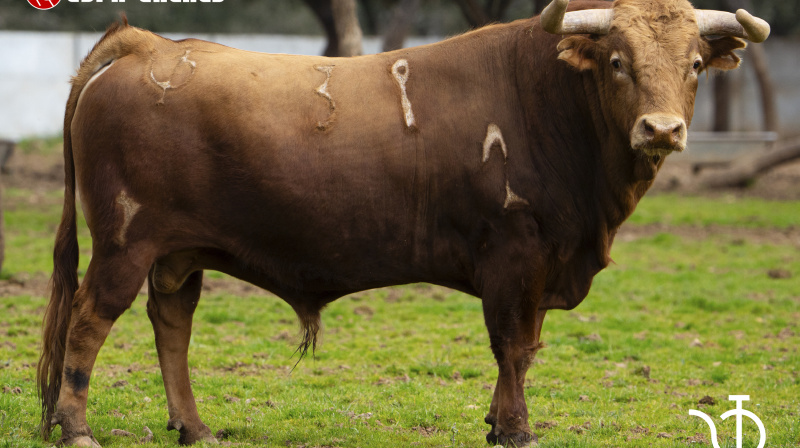 Toro de Pedraza de Yeltes para Miraflores de la Sierra