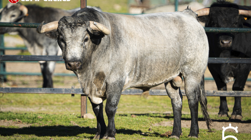 Toro de Flor de Jara para Miraflores de la Sierra