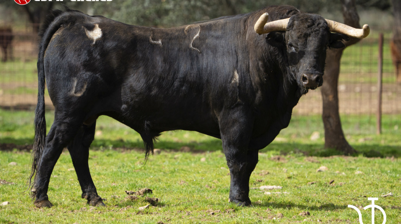 Toro de Pedraza de Yeltes para Miraflores de la Sierra