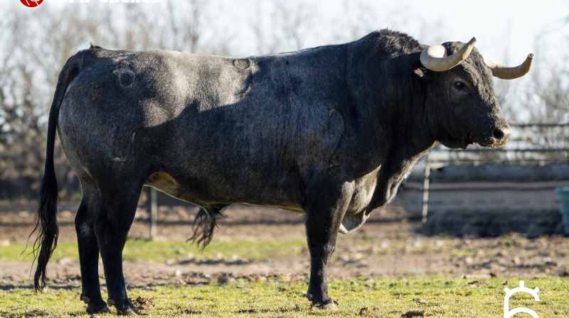 Toro de Flor de Jara para Miraflores de la Sierra