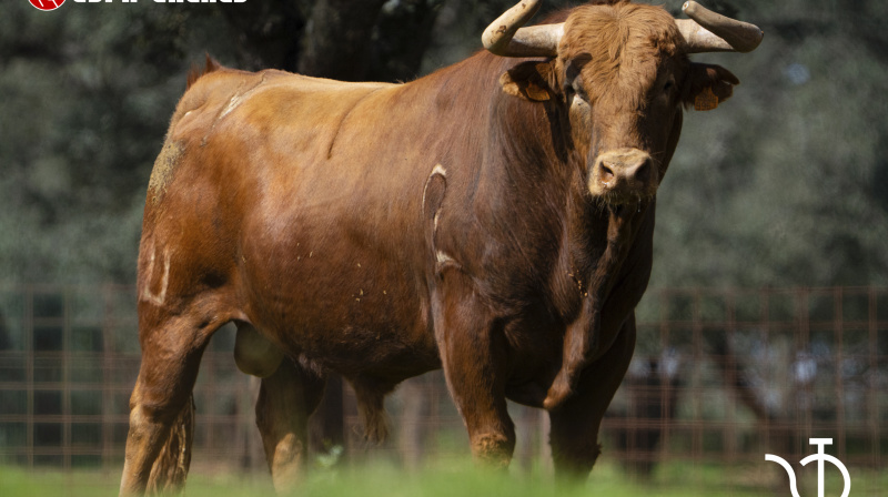 Toro de Pedraza de Yeltes para Miraflores de la Sierra
