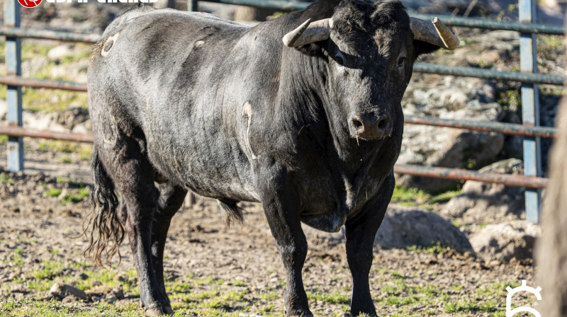 Toro de Flor de Jara para Miraflores de la Sierra