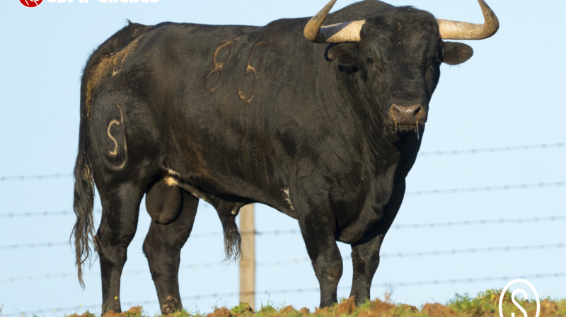 Toro de Condessa de Sobral para Algete
