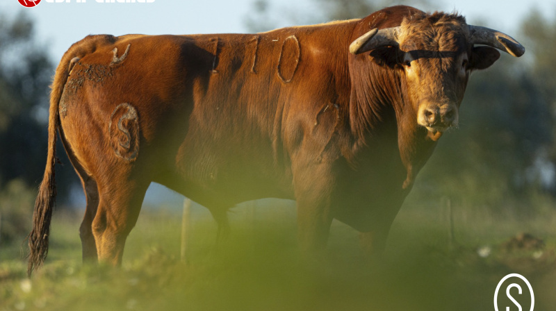 Toro de Condessa de Sobral para Algete