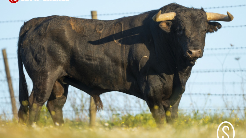 Toro de Condessa de Sobral para Algete