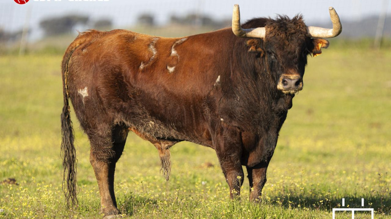 Toro de Guerrero y Carpintero para Algete