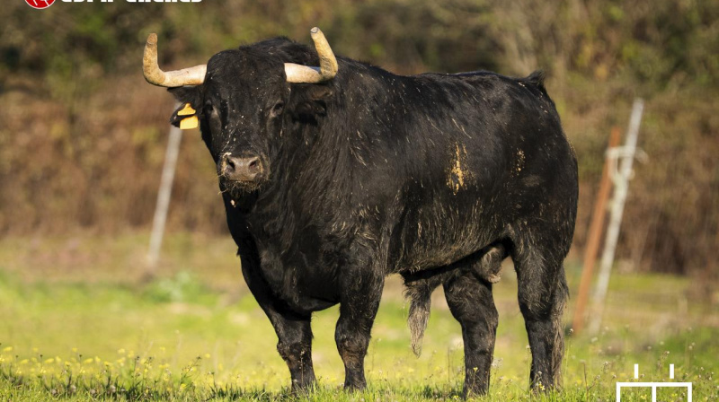 Toro de Guerrero y Carpintero para Algete
