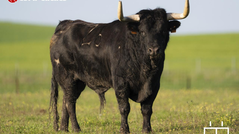 Toro de Guerrero y Carpintero para Algete