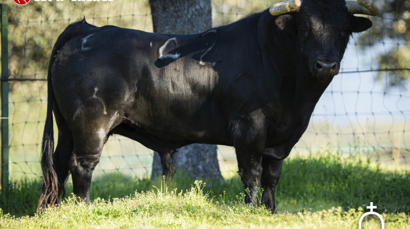Toro de El Retamar para Valdilecha