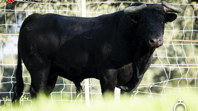 Toro de El Retamar para Valdilecha