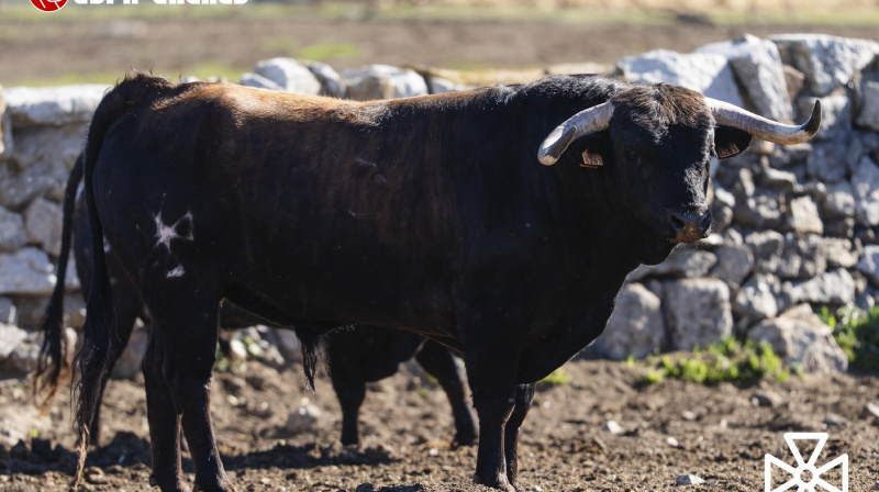 Toro de Sao Torcato para Valdilecha
