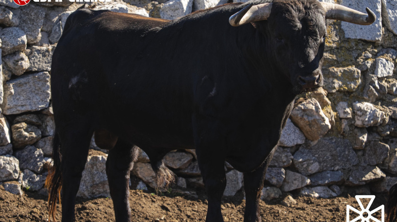 Toro de Sao Torcato para Valdilecha
