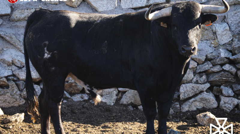 Toro de Sao Torcato para Valdilecha