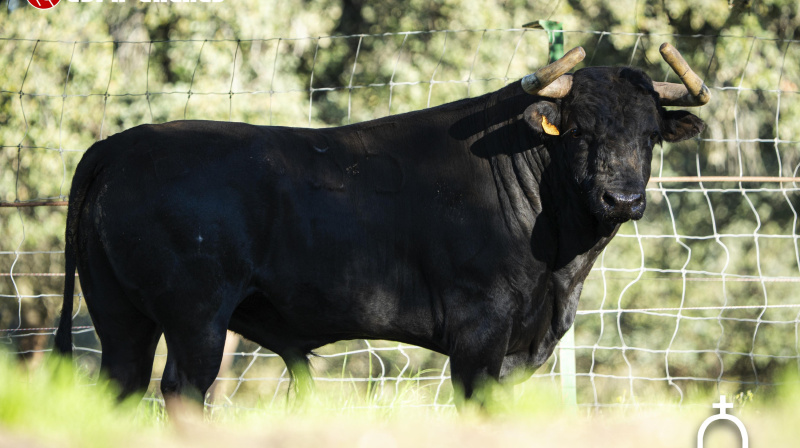 Toro de El Retamar para Valdilecha