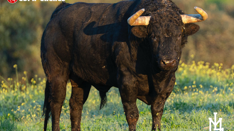 Toro de Martín Lorca para Colmenar de Oreja