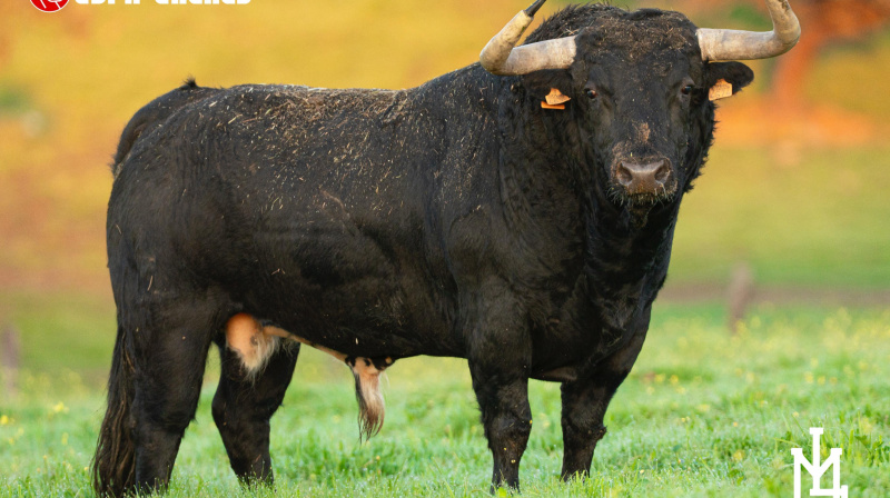 Toro de Martín Lorca para Colmenar de Oreja