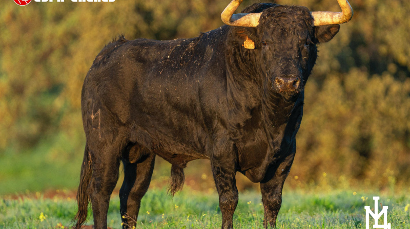 Toro de Martín Lorca para Colmenar de Oreja