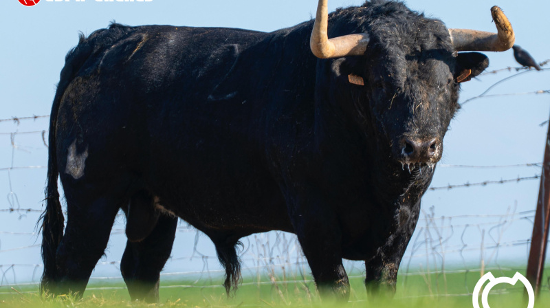 Toro de María Gascón para Colmenar de Oreja