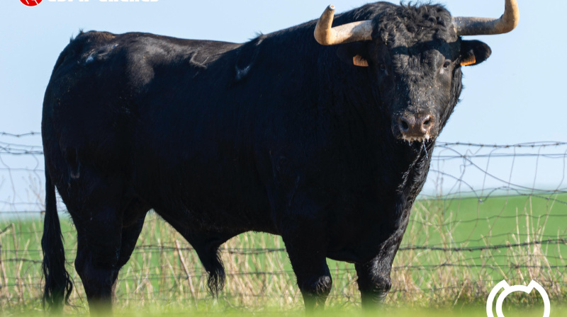 Toro de María Gascón para Colmenar de Oreja