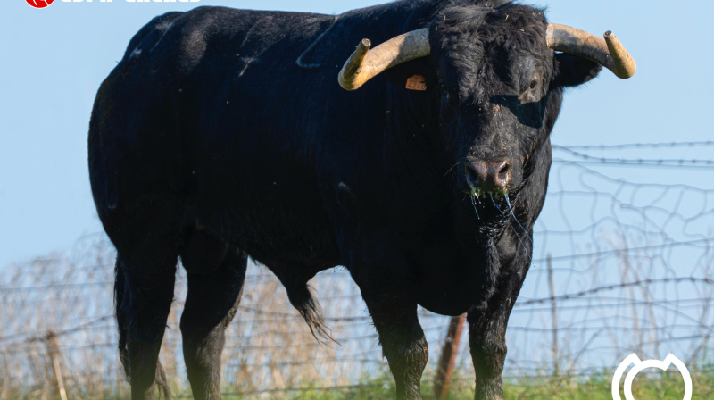 Toro de María Gascón para Colmenar de Oreja