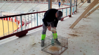 Preparación de una jaula para la captura de palomas en la plaza de toros de Lorca