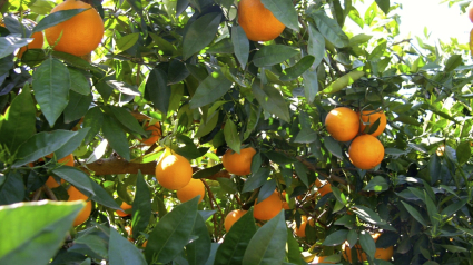 Naranjas